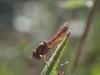 Melanostoma mellinum